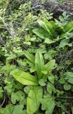 Clintonia udensis