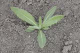 Cirsium setosum