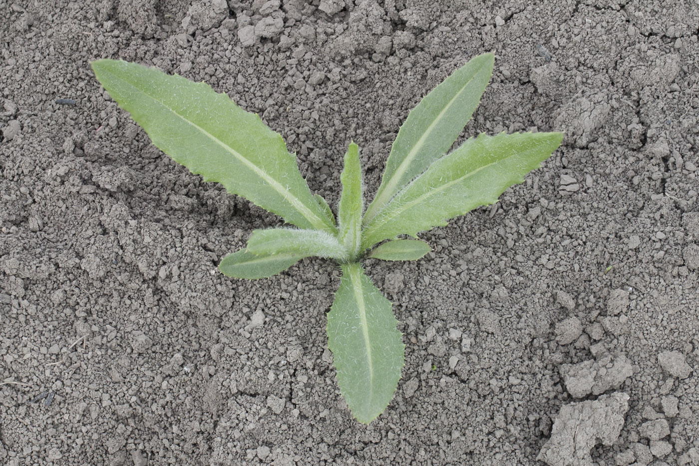 Image of Cirsium setosum specimen.