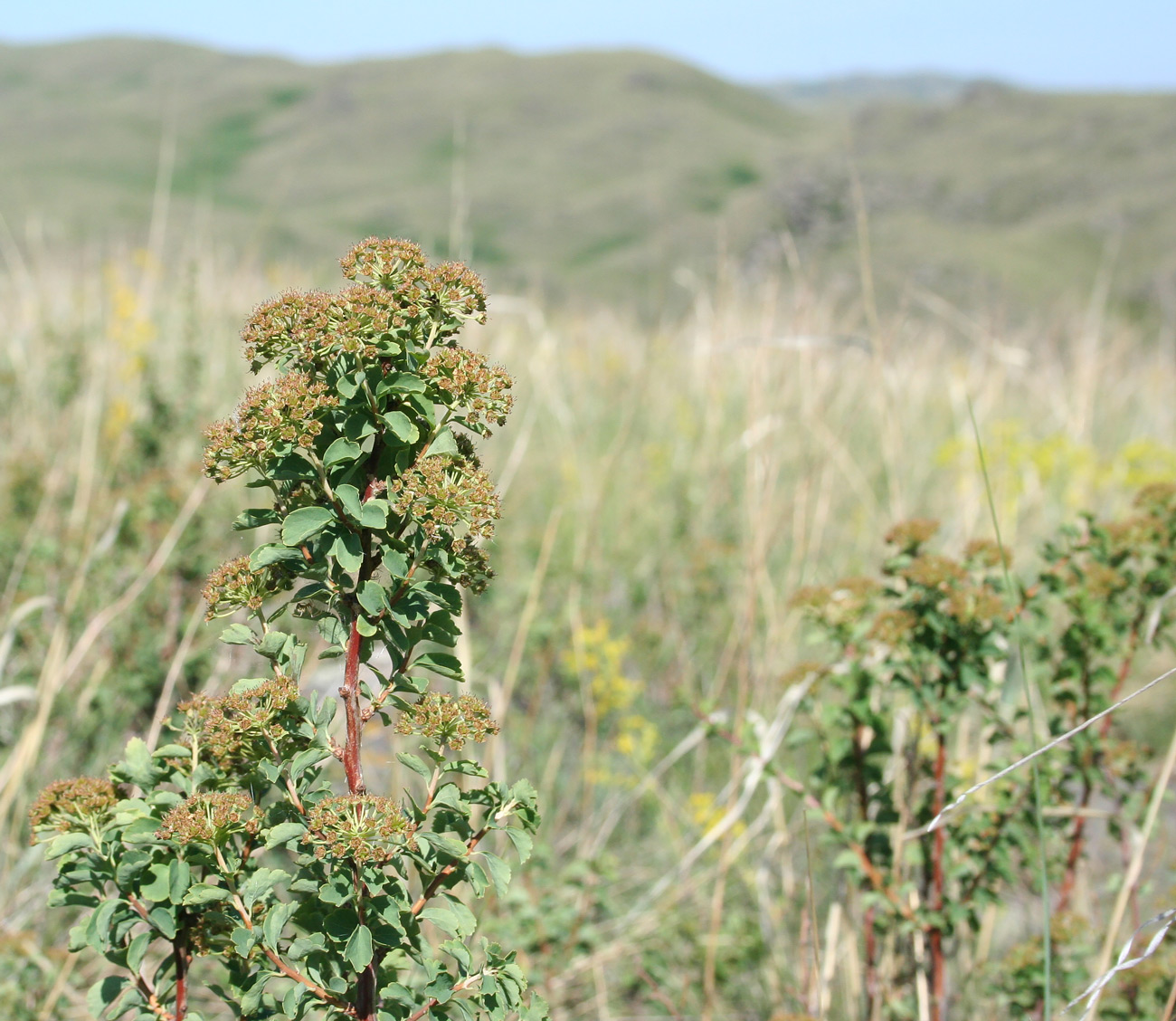 Изображение особи Spiraea trilobata.