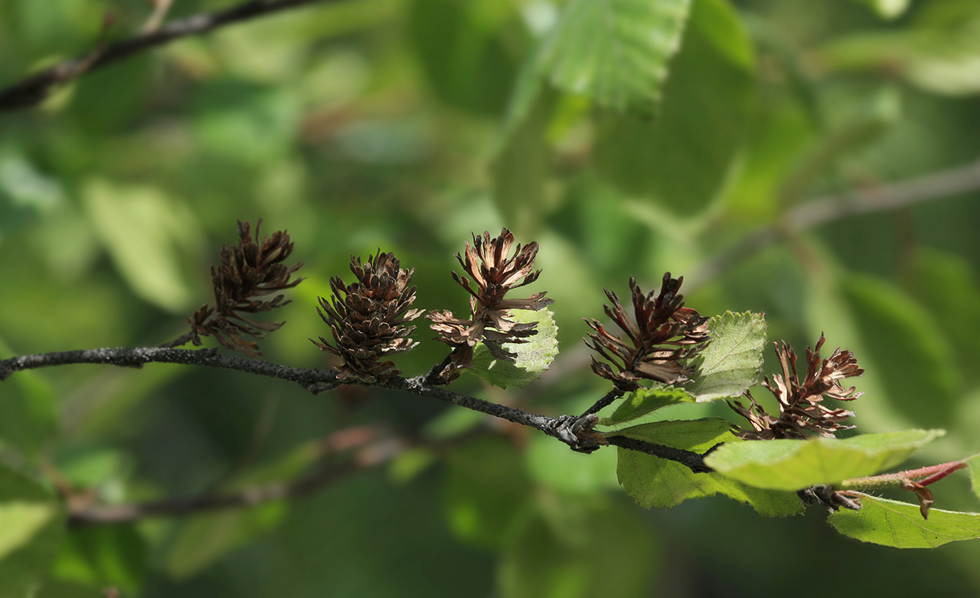 Image of Betula ovalifolia specimen.