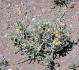 Solanum elaeagnifolium