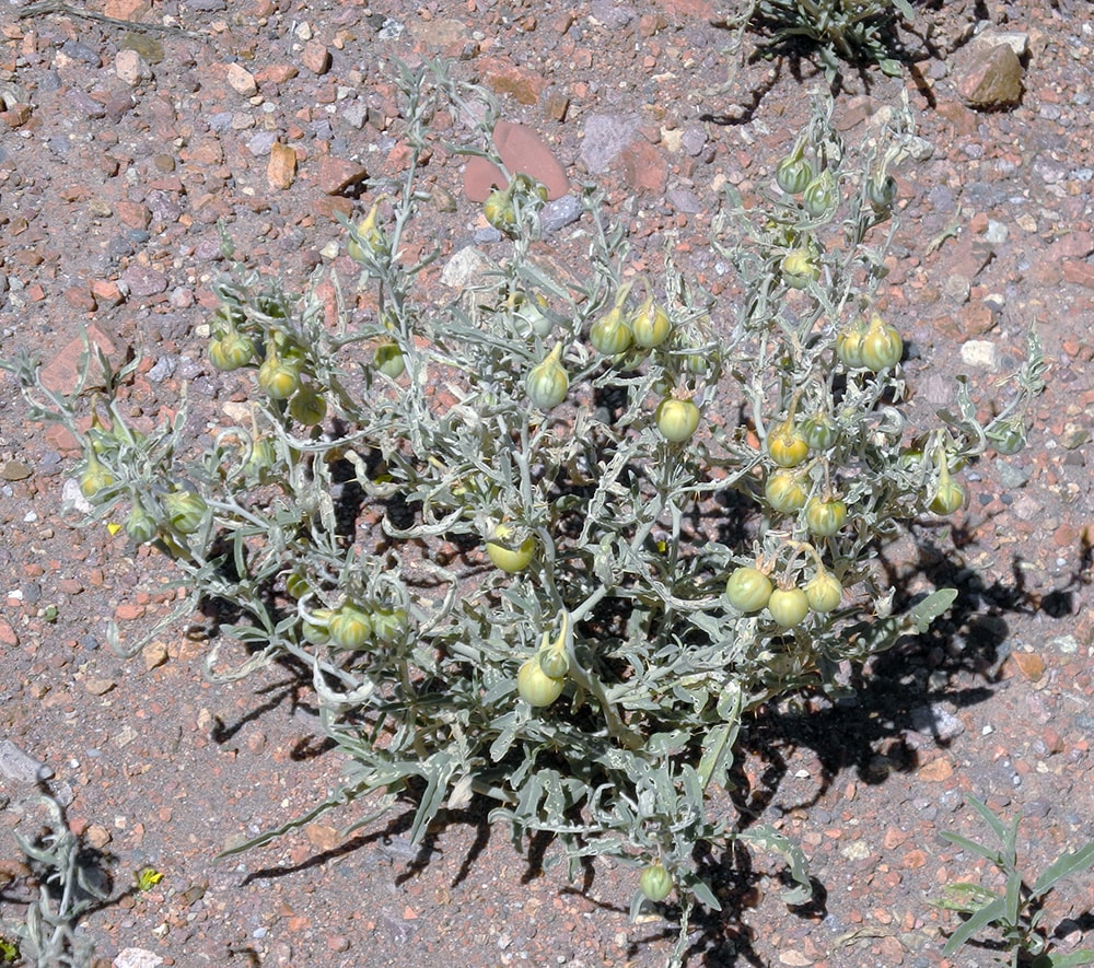 Изображение особи Solanum elaeagnifolium.