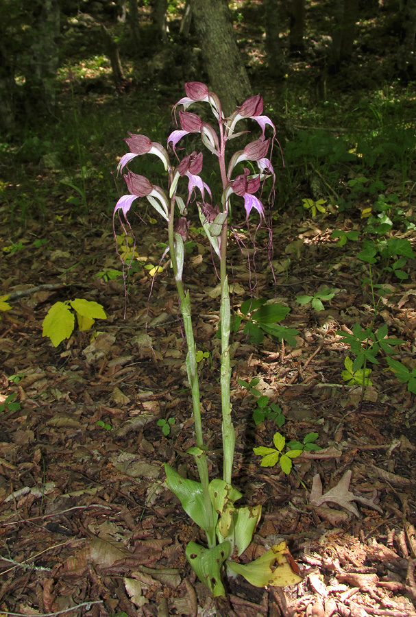 Image of Himantoglossum comperianum specimen.