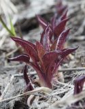 Campanula glomerata. Развивающийся побег. Мурманск, МАГУ, в культуре на клумбе. 27.05.2017.