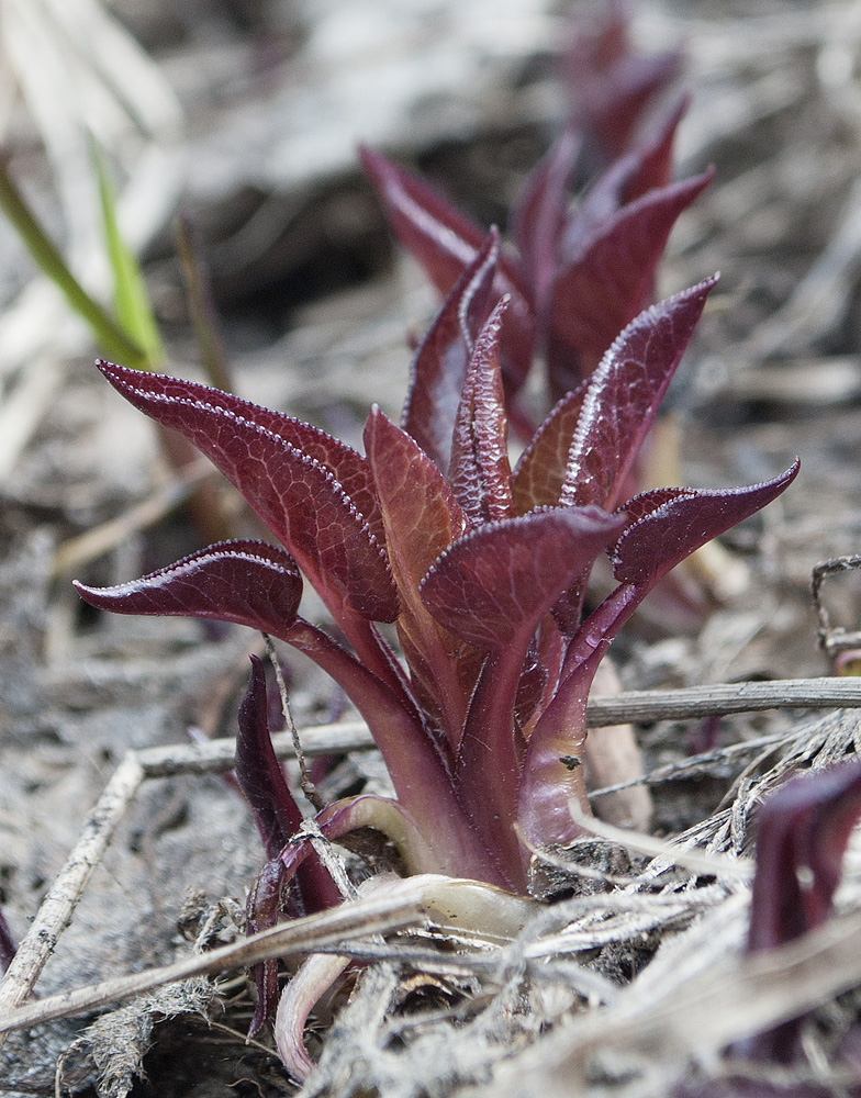 Image of Campanula glomerata specimen.