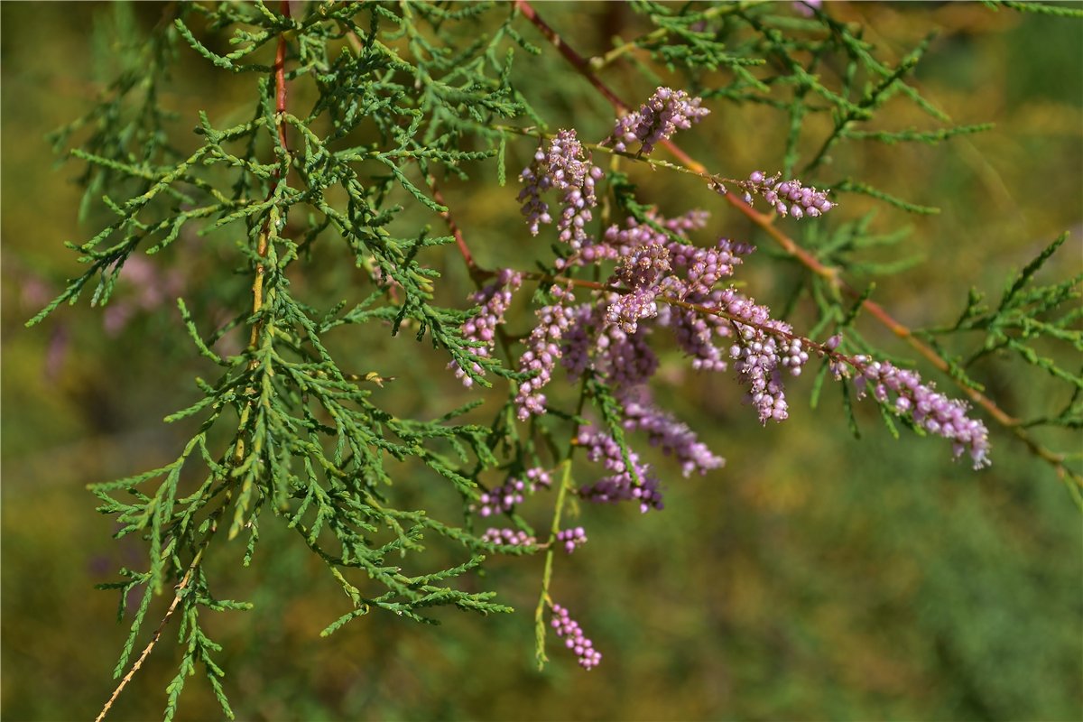 Image of genus Tamarix specimen.