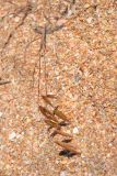 genus Bromus