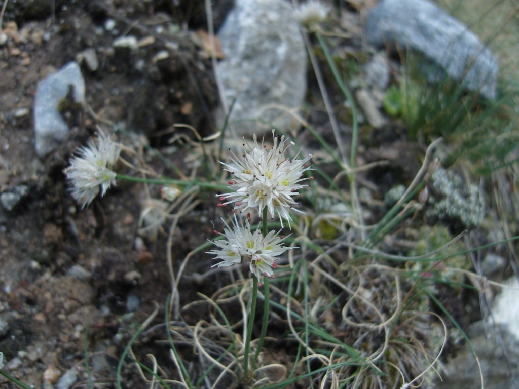 Изображение особи Allium saxatile.