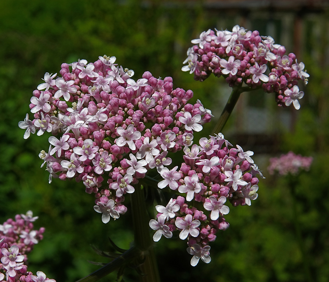 Image of Valeriana officinalis specimen.