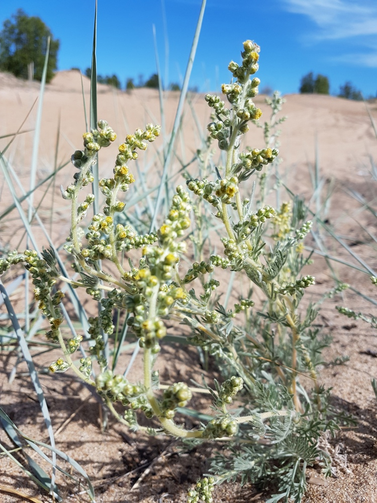 Изображение особи Artemisia ledebouriana.