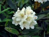 Rhododendron caucasicum. Соцветие. Адыгея, Фишт-Оштеновский массив, верховья р. Белая, ≈ 1600 м н.у.м., опушка буково-пихтового леса. 05.07.2017.