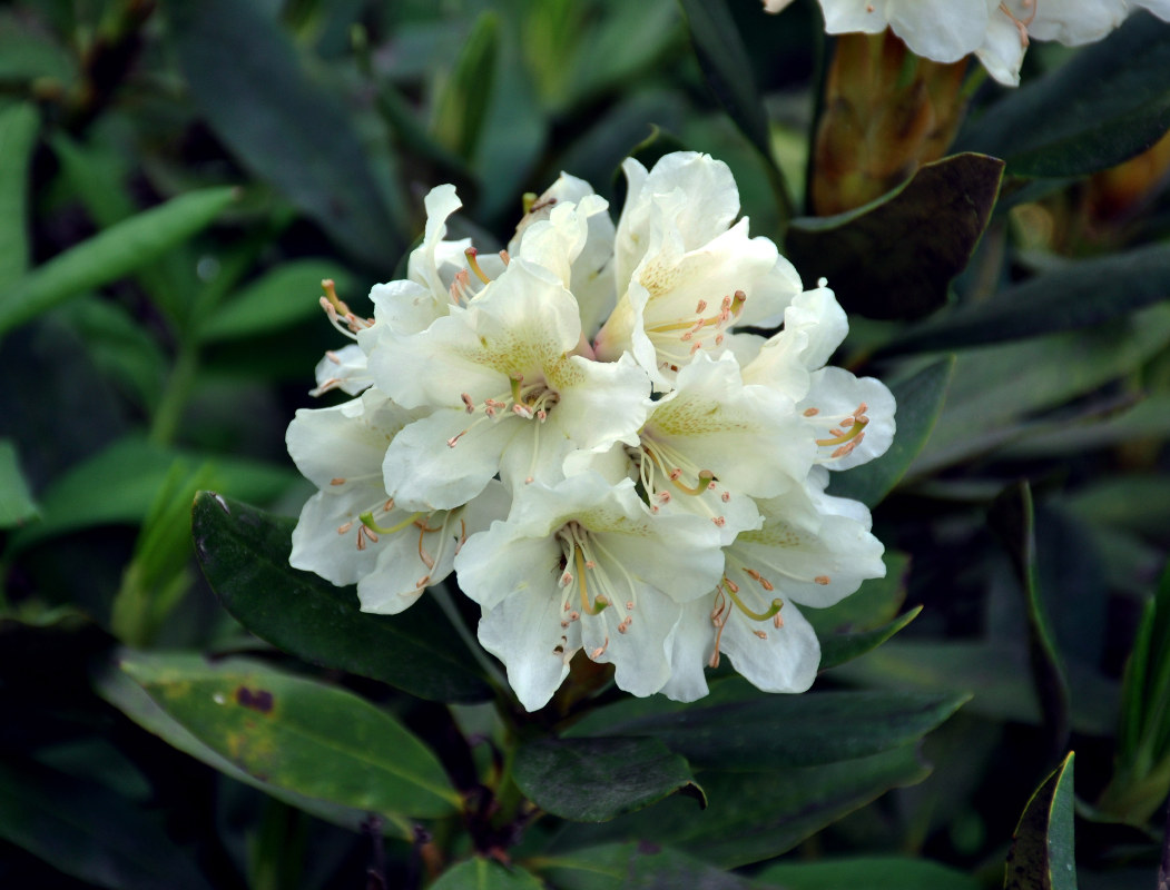 Image of Rhododendron caucasicum specimen.