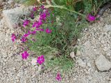 Dianthus versicolor. Цветущее растение. Бурятия, плато п-ова Святой нос, ≈ 1800 м н.у.м., каменистый склон. 22.07.2009.