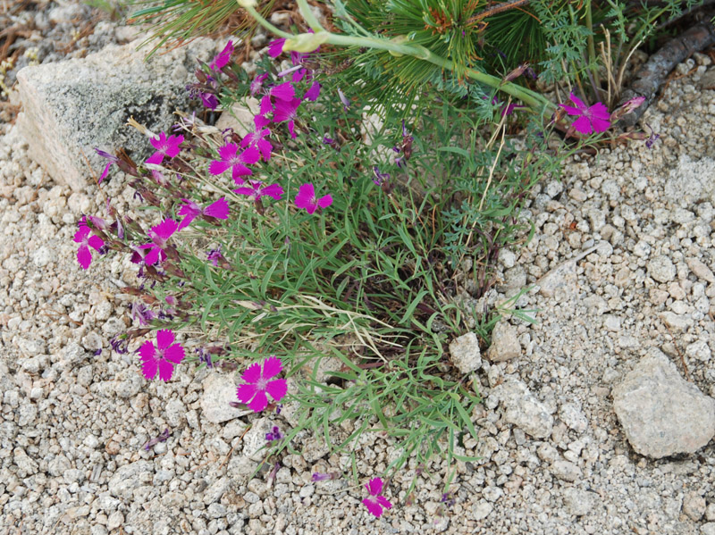 Изображение особи Dianthus versicolor.