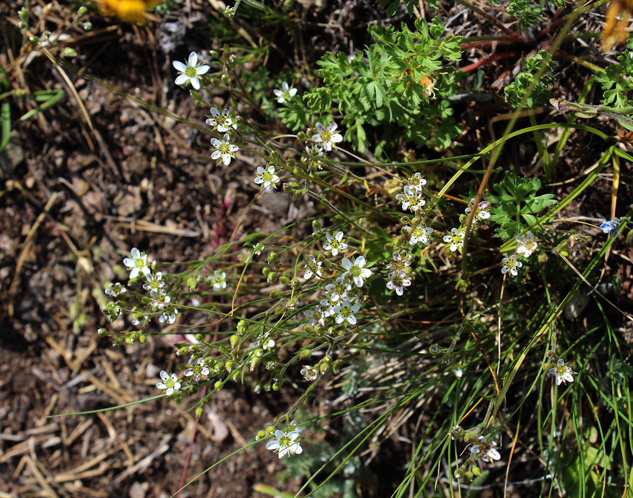 Image of Minuartia oreina specimen.