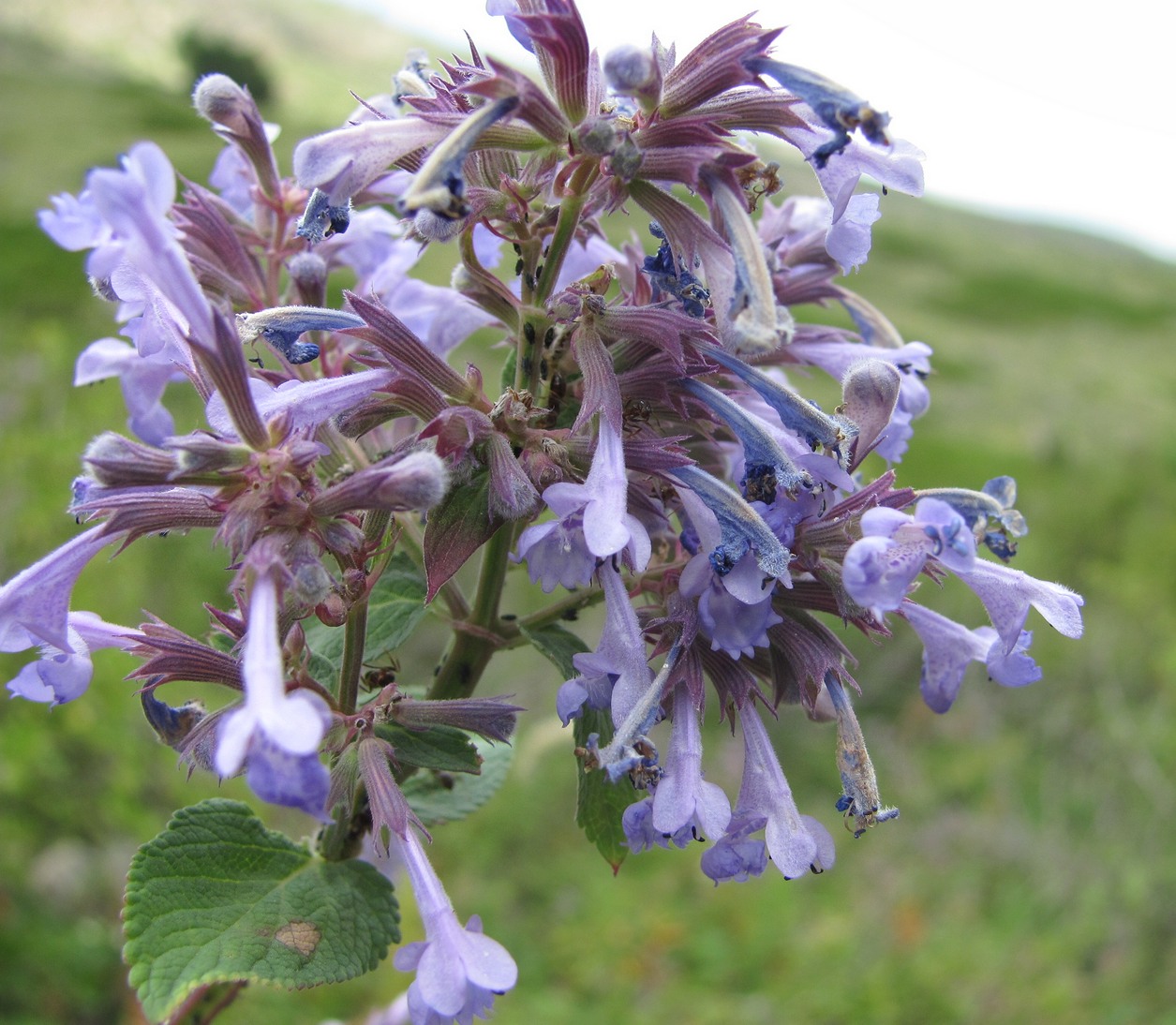 Image of Nepeta grandiflora specimen.