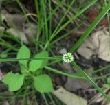 genus Kyllinga