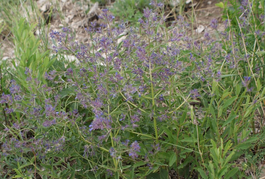 Image of Nepeta ucranica specimen.