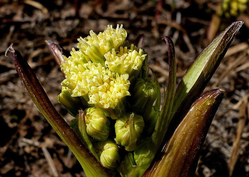 Изображение особи Petasites spurius.