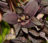 Tacca chantrieri