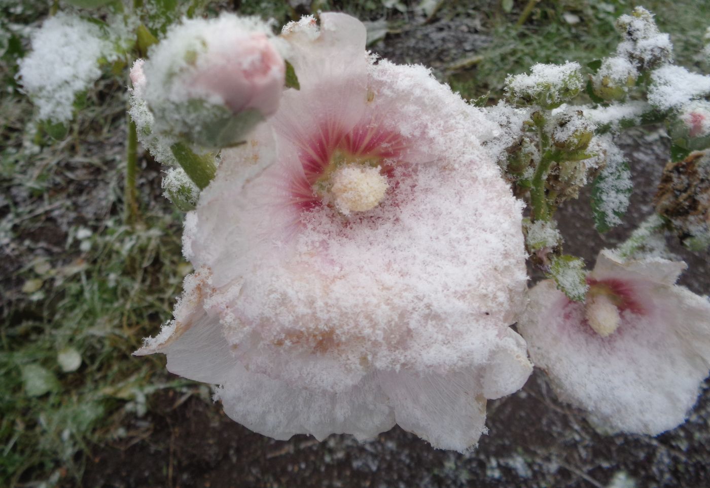 Image of Alcea rosea specimen.