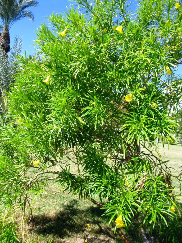 Image of Thevetia peruviana specimen.