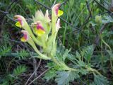 Scutellaria transiliensis