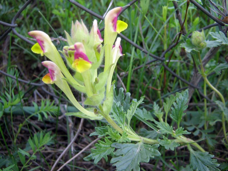 Изображение особи Scutellaria transiliensis.