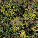 Potentilla supina