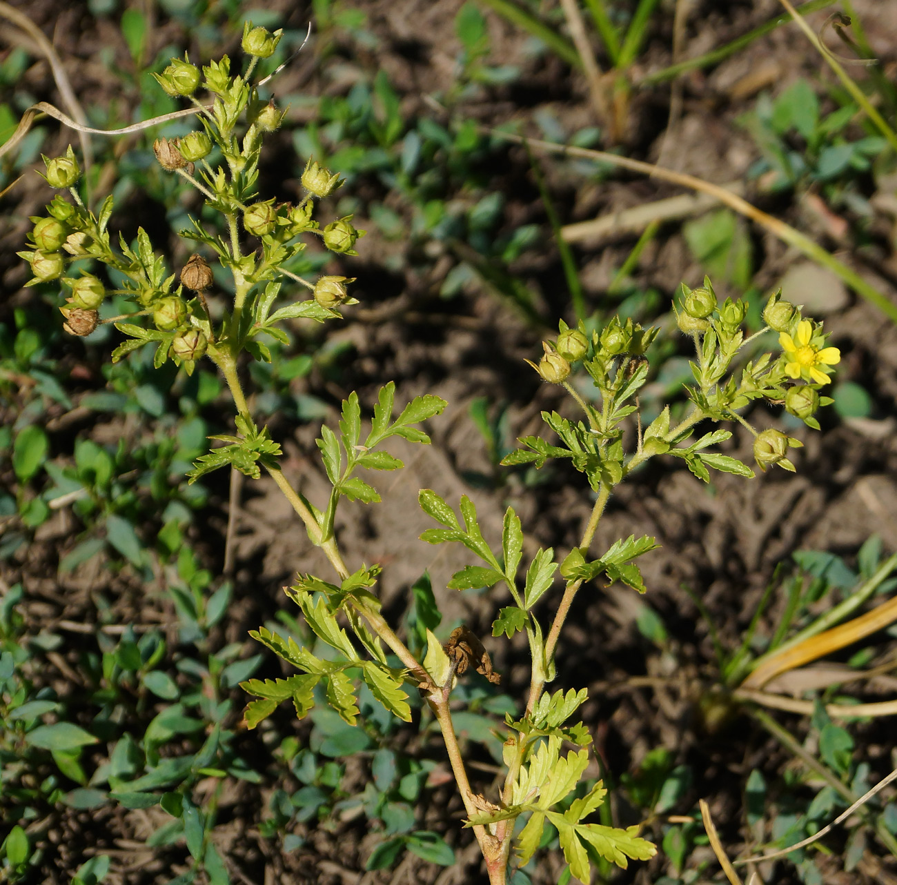 Изображение особи Potentilla supina.