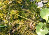 Caltha membranacea
