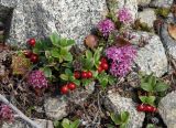 Vaccinium vitis-idaea