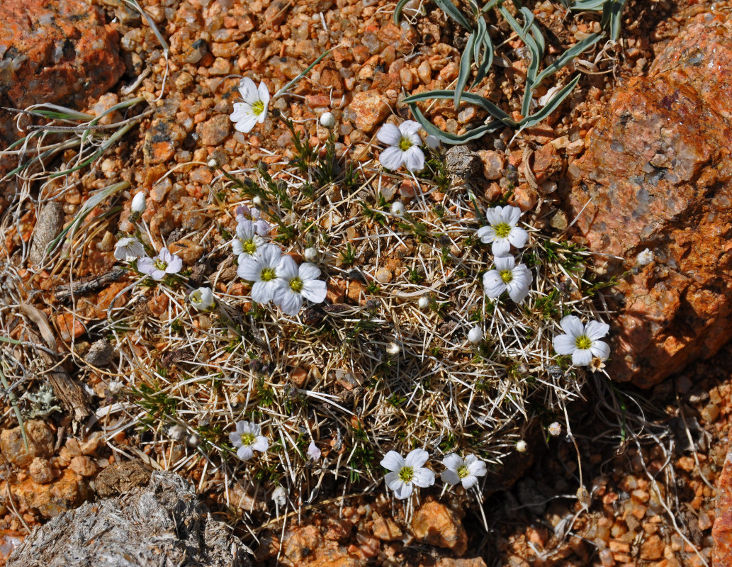 Image of Eremogone mongolica specimen.