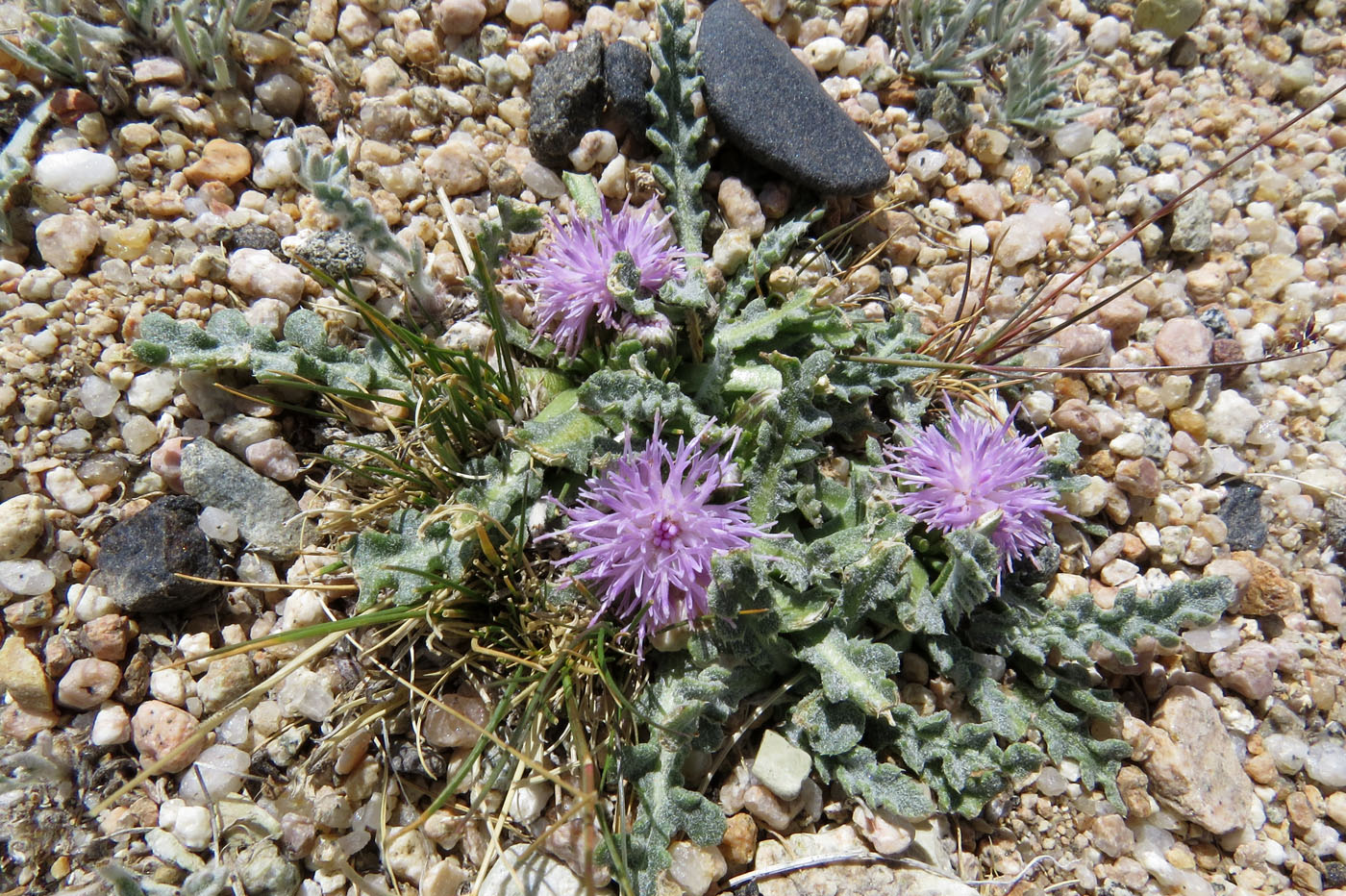 Изображение особи Saussurea ceterachifolia.