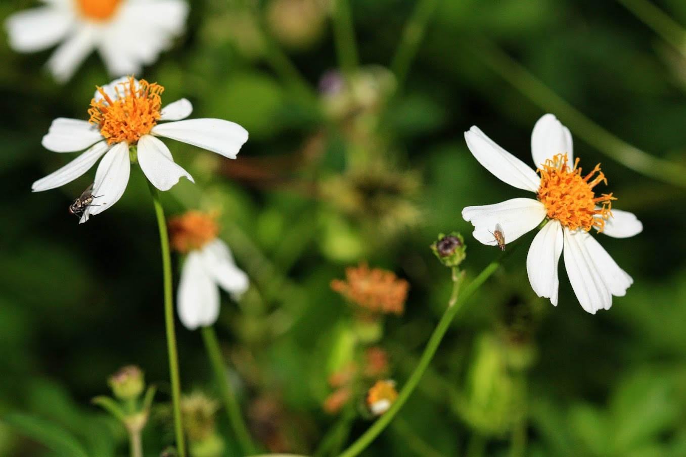 Изображение особи Bidens pilosa.