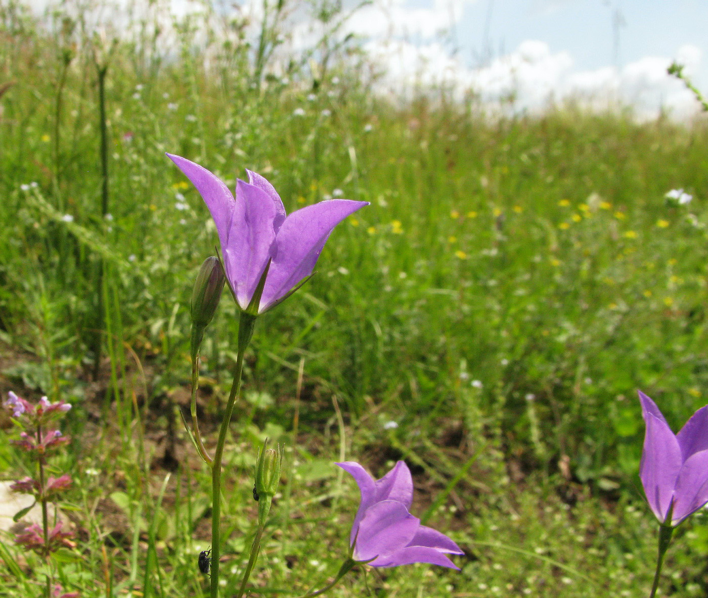 Изображение особи Campanula wolgensis.