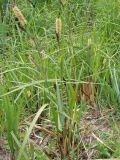 Carex riparia