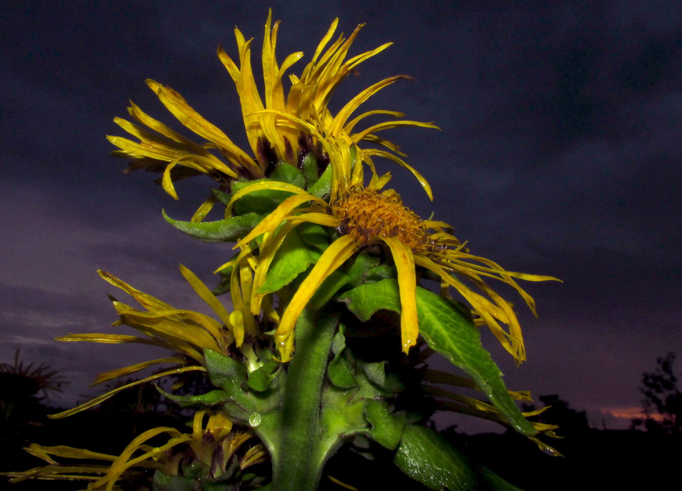 Изображение особи Inula helenium.