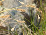 Carex pediformis