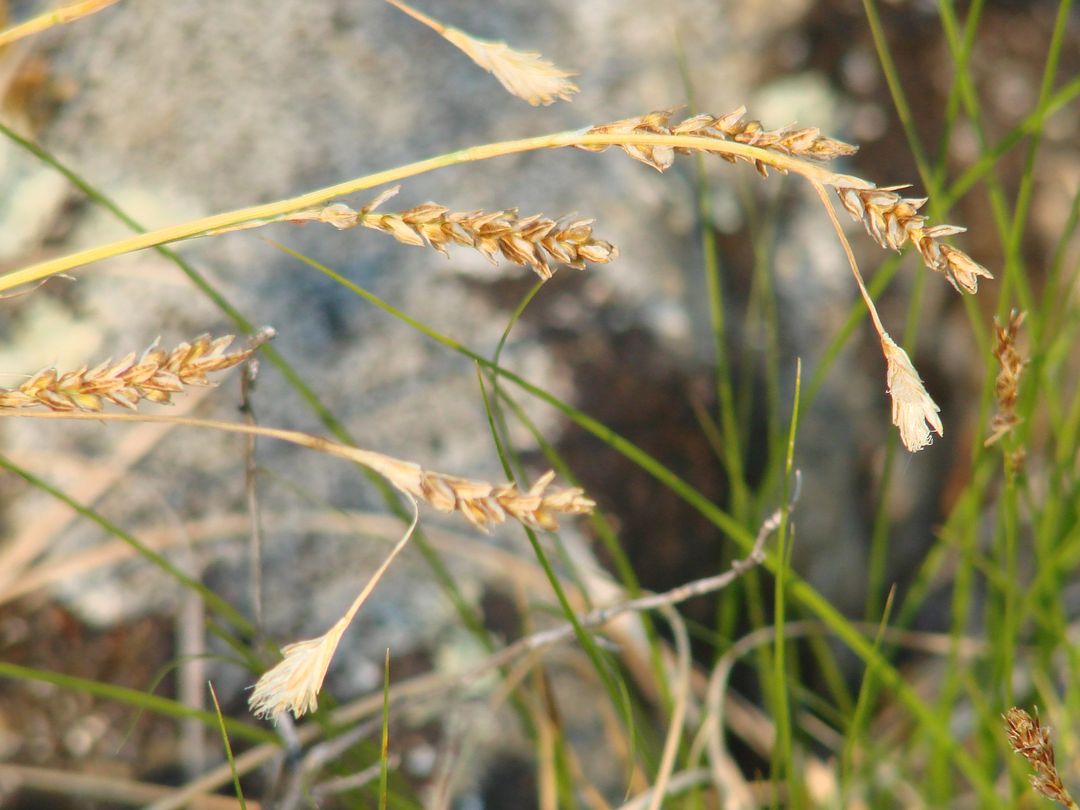 Изображение особи Carex pediformis.