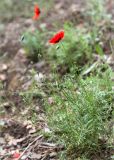 Papaver ambiguum