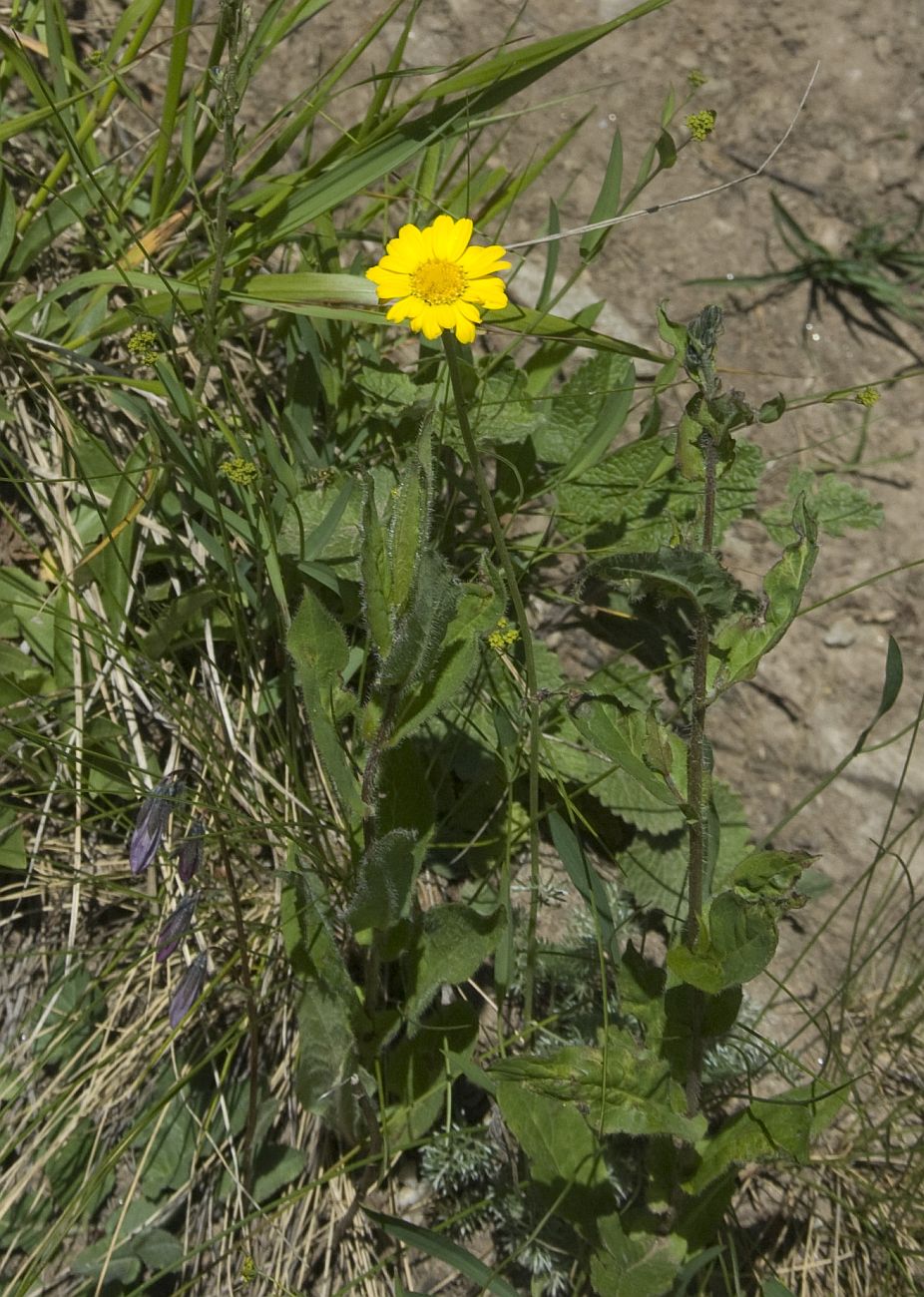 Image of Anthemis marschalliana ssp. pectinata specimen.