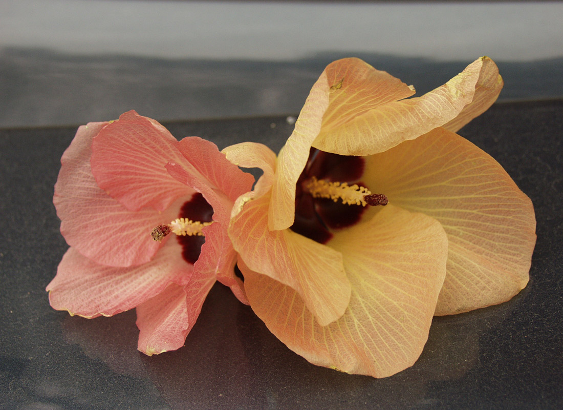 Image of Hibiscus tiliaceus specimen.