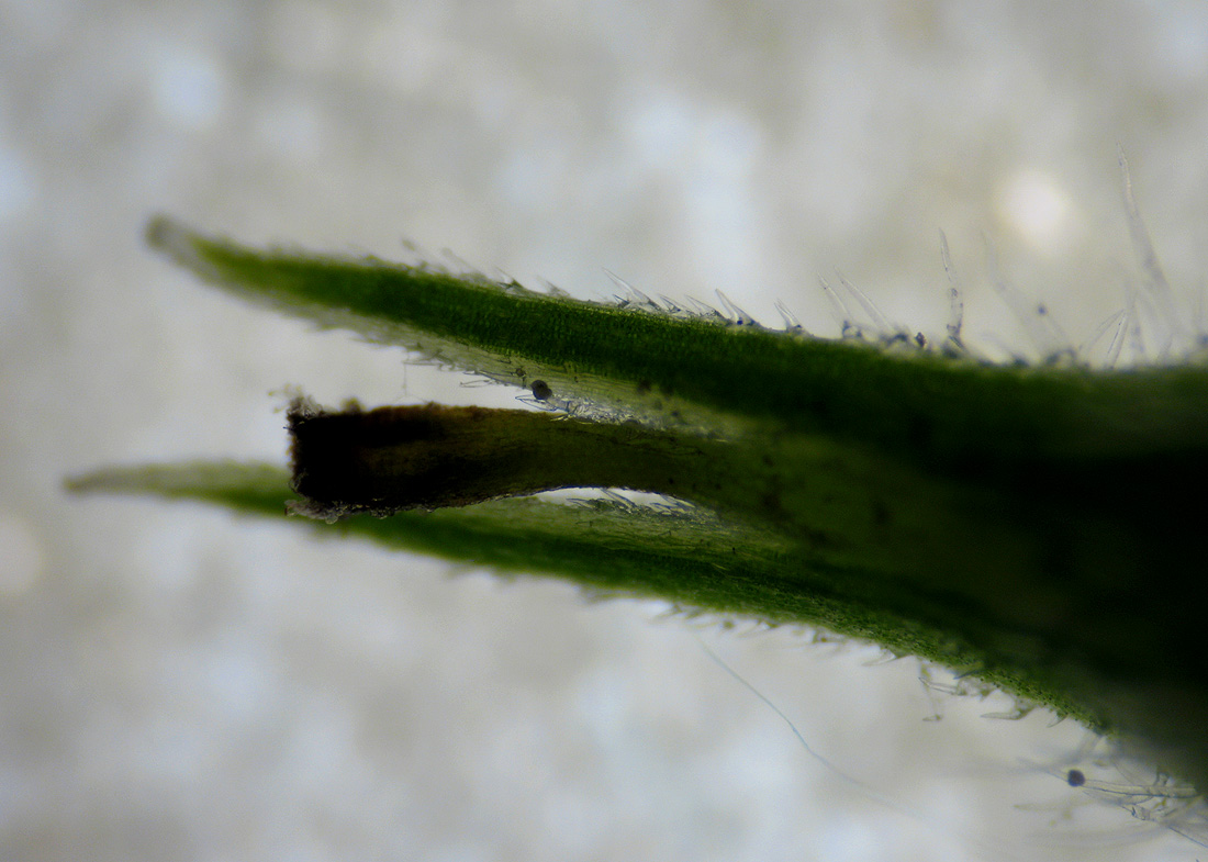 Image of Carex hirta specimen.