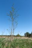 Alnus incana