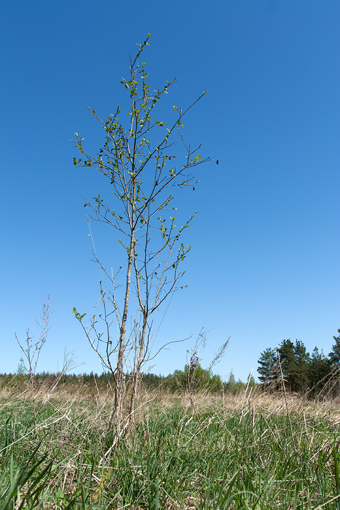 Изображение особи Alnus incana.