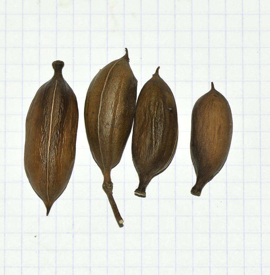 Image of Vachellia farnesiana specimen.