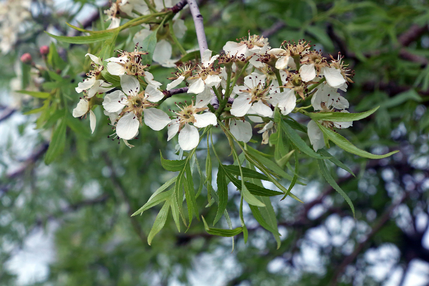 Image of Pyrus regelii specimen.