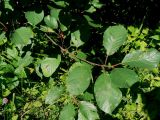 Frangula alnus